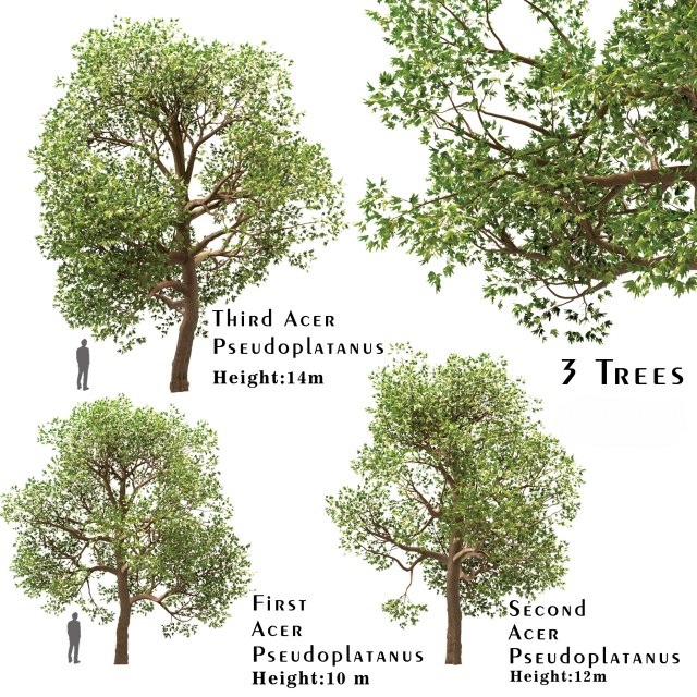 set of acer pseudoplatanus sycamore maple trees 3 trees 3D 模型 .c4d .max .obj .3ds .fbx .stl .blend 
