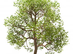 set of acer pseudoplatanus sycamore maple trees 3 trees 3D Model
