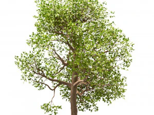 set of acer pseudoplatanus sycamore maple trees 3 trees 3D Model