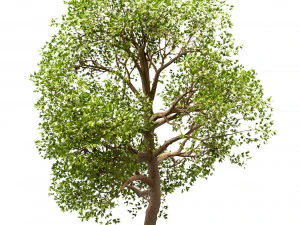 set of acer pseudoplatanus sycamore maple trees 3 trees 3D Model