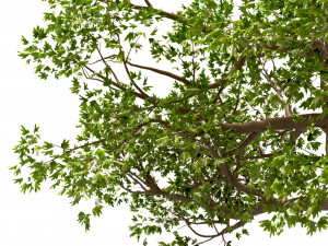 set of acer pseudoplatanus sycamore maple trees 3 trees 3D 模型