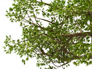 set of acer pseudoplatanus sycamore maple trees 3 trees 3D Model
