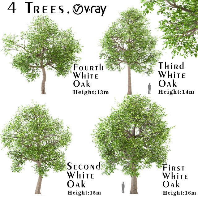 set of white oak trees quercus alba 4 trees Modelo 3D .c4d .max .obj .3ds .fbx .stl .blend 