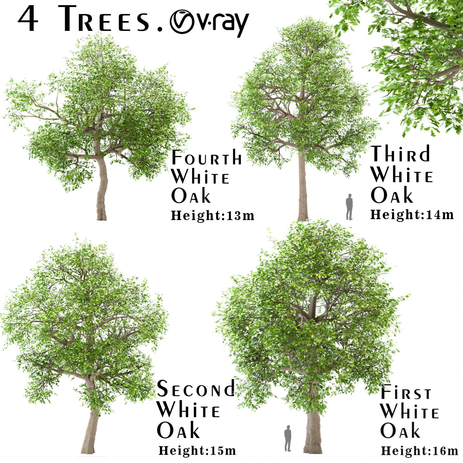 set of white oak trees quercus alba 4 trees 3D Model .c4d .max .obj .3ds .fbx .stl .blend 