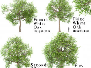 conjunto de carvalhos brancos quercus alba 4 &aacute;rvores Modelo 3D