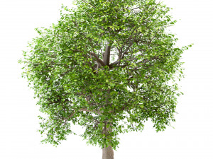 set of white oak trees quercus alba 4 trees Modelo 3D