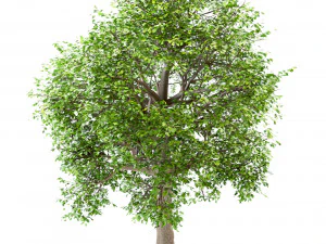 set of white oak trees quercus alba 4 trees 3D Model