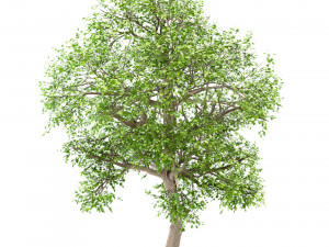 set of white oak trees quercus alba 4 trees Modelo 3D