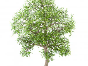 set of white oak trees quercus alba 4 trees 3D Model