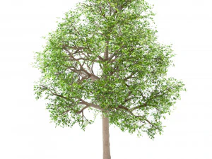 set of white oak trees quercus alba 4 trees 3D Model