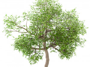 set of white oak trees quercus alba 4 trees Modelo 3D