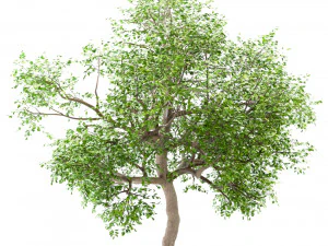 set of white oak trees quercus alba 4 trees 3D Model
