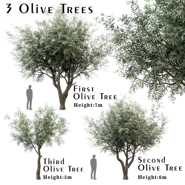 set of olive trees olea europaea 3 trees Modèle 3D .c4d .max .obj .3ds .fbx .stl .blend 