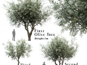 set of olive trees olea europaea 3 trees 3D मॉडल