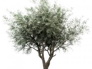 set of olive trees olea europaea 3 trees Modèle 3D