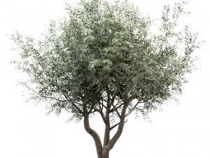 set of olive trees olea europaea 3 trees Modèle 3D