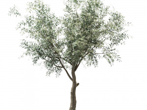 set of olive trees olea europaea 3 trees Modèle 3D
