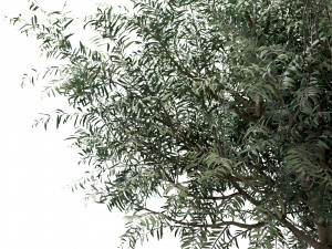 set of olive trees olea europaea 3 trees Modèle 3D