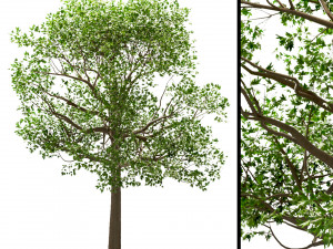 set of trees china tallow acer pseudoplatanus white oak 3D Model