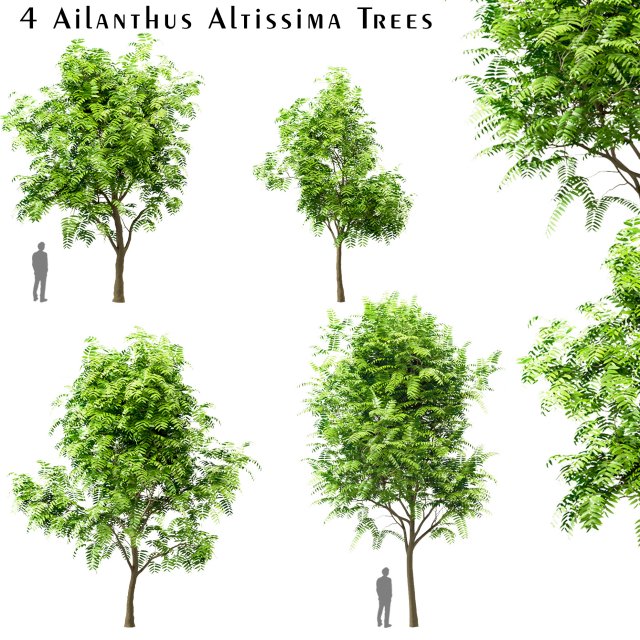 set of tree of heaven ailanthus altissima 4 trees 3Dモデル .c4d .max .obj .3ds .fbx .stl .blend 