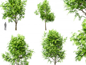 set of tree of heaven ailanthus altissima 4 trees 3D Model