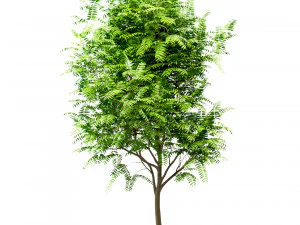 set of tree of heaven ailanthus altissima 4 trees 3D Model