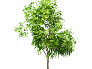 set of tree of heaven ailanthus altissima 4 trees 3D Model