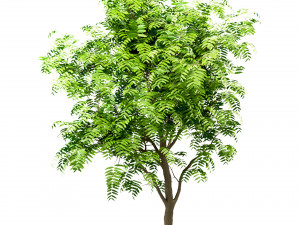 set of tree of heaven ailanthus altissima 4 trees 3Dモデル