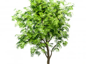 set of tree of heaven ailanthus altissima 4 trees 3D Model