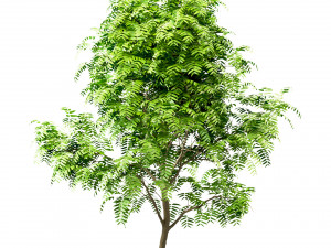 set of tree of heaven ailanthus altissima 4 trees 3Dモデル