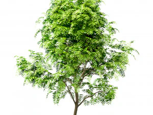 set of tree of heaven ailanthus altissima 4 trees 3D Model