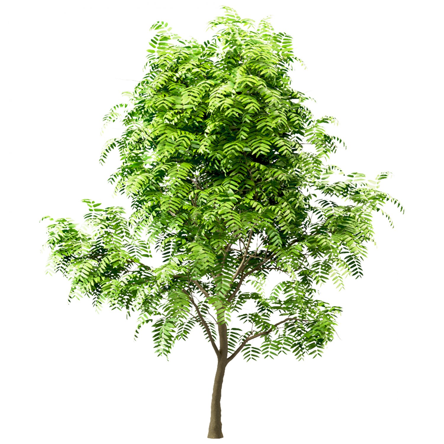 Set Of Tree Of Heaven Ailanthus Altissima 4 Trees 3d Models In Tree 3dexport