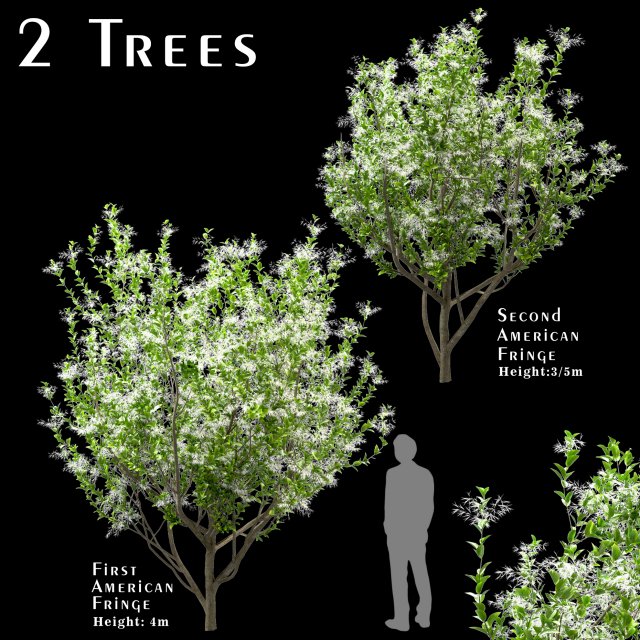 set of american fringe trees chionanthus virginicus 2 trees 3D Модель .c4d .max .obj .3ds .fbx .stl .blend 