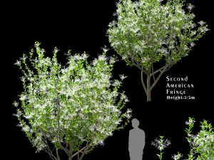 set amerikaanse randbomen chionanthus virginicus 2 bomen 3D Model