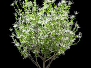 set of american fringe trees chionanthus virginicus 2 trees 3D Модель