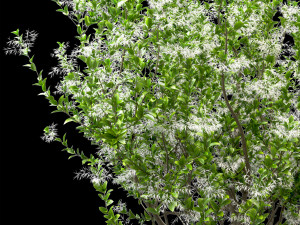 set of american fringe trees chionanthus virginicus 2 trees 3D Модель