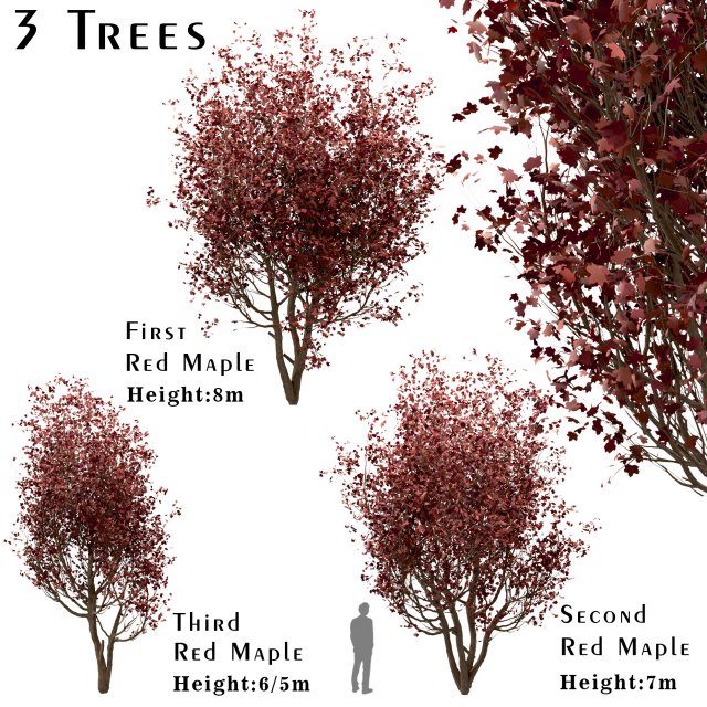 set of red maple trees acer rubrum 3 trees Modèle 3D .c4d .max .obj .3ds .fbx .stl .blend 