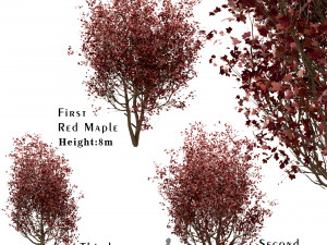 set of red maple trees acer rubrum 3 trees 3D Model