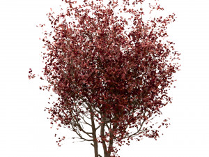 set of red maple trees acer rubrum 3 trees Modèle 3D