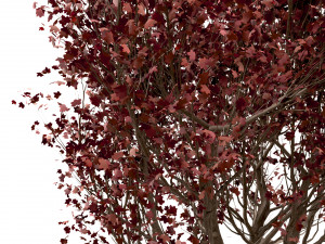set of red maple trees acer rubrum 3 trees Modèle 3D