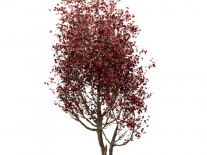 set of red maple trees acer rubrum 3 trees Modèle 3D