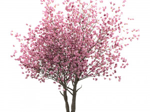 set of chinese magnolia trees saucer magnolia 3 trees 3D Model