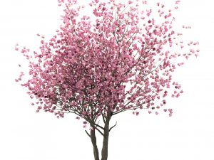 set of chinese magnolia trees saucer magnolia 3 trees 3D Model