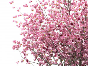 set of chinese magnolia trees saucer magnolia 3 trees 3D Model