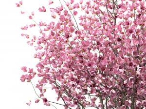 set of chinese magnolia trees saucer magnolia 3 trees 3D Model