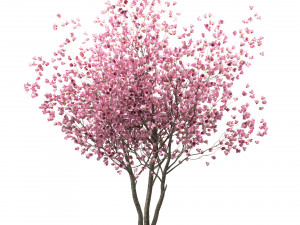 set of chinese magnolia trees saucer magnolia 3 trees 3D Model