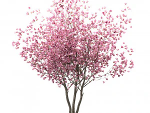 set of chinese magnolia trees saucer magnolia 3 trees 3D Model
