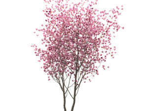 set of chinese magnolia trees saucer magnolia 3 trees 3D Model