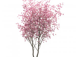 set of chinese magnolia trees saucer magnolia 3 trees 3D Model