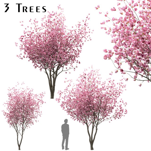 set of chinese magnolia trees saucer magnolia 3 trees 3D Model .c4d .max .obj .3ds .fbx .stl .blend 